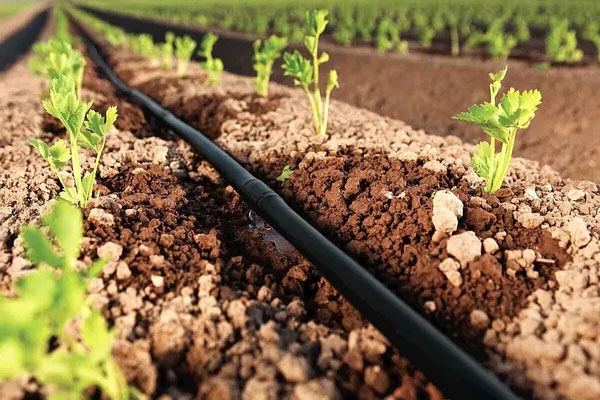 Эффективность капельного орошения: преимущества использования капельной ленты в современном сельском хозяйстве