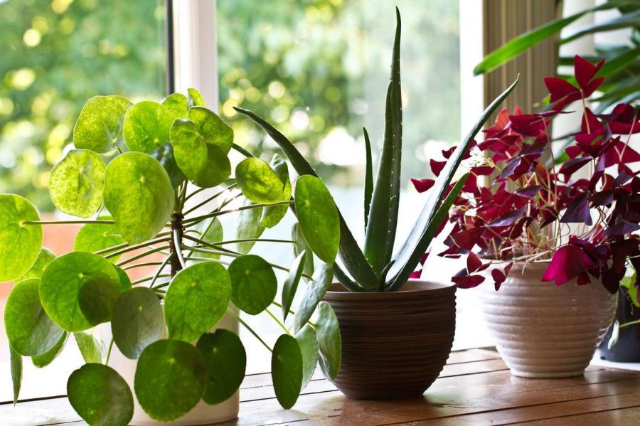 Комнатные растения: красота, уют и польза